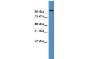 Image no. 1 for anti-Nuclear Factor of Activated T-Cells, Cytoplasmic, Calcineurin-Dependent 1 (NFATC1) (AA 221-270) antibody (ABIN6745328) (NFATC1 抗体  (AA 221-270))