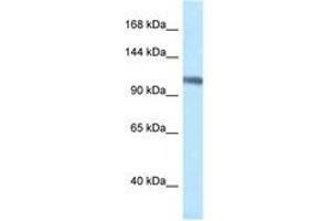 Image no. 1 for anti-Minichromosome Maintenance Deficient 4 (MCM4) (AA 80-129) antibody (ABIN6747321) (MCM4 抗体  (AA 80-129))