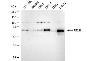 Western blotting analysis using RELB antibody (ABIN7800805). (Recombinant RELB 抗体)
