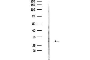 Western blot analysis of lysates from HUVEC cells(UV,30 min treatment), using RPS8 Antibody at 1/1000 dilution.