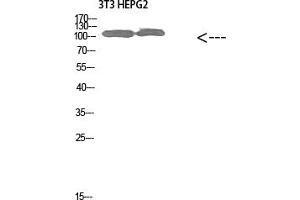 Western Blot analysis of 3T3 HEPG2 cells using Collagen alpha-1 (XXVIII) Polyclonal Antibody diluted at 1:1000.