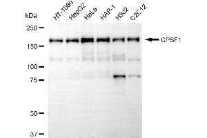 Western blotting analysis using CPSF1 antibody (ABIN7798095).