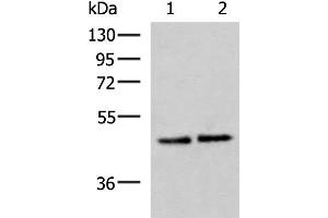 Western blot analysis of Hela and HepG2 cell lysates using ACTL6B Polyclonal Antibody at dilution of 1:1000 (Actin-Like 6B 抗体)