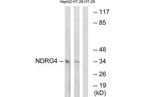 Western blot analysis of extracts from HepG2 cells and HT-29 cells, using NDRG4 antibody. (NDRG4 抗体  (Internal Region))