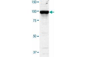 Western blot analysis of COS-1 cells transfected withPDE5A by using PDE5A polyclonal antibody  at 1:2000 dilution. (PDE5A 抗体)