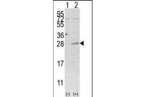 Western blot analysis of AK3 (arrow) using rabbit polyclonal AK3 Antibody (C-term H38) (ABIN392736 and ABIN2842196). (Adenylate Kinase 3 抗体  (C-Term))