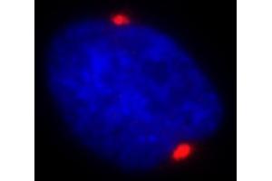 Immunofluorescence (IF) image for anti-Pericentrin (PCNT) (AA 175-225) antibody (ABIN7448392) (PCNT 抗体  (AA 175-225))