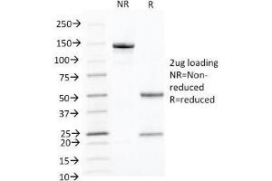 SDS-PAGE Analysis of Purified, BSA-Free Keratin 10 Antibody (clone KRT10/844). (Keratin 10 抗体)