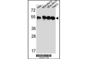 Western blot analysis of TUBB2C Antibody in Hela,MDA-MB435,MDA-MB231,HepG2 cell line lysates (35ug/lane) (TUBB2C 抗体  (AA 99-125))