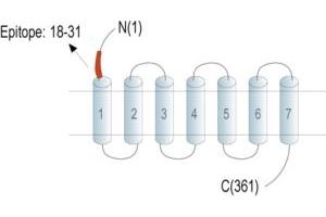 Representative domain view of the target of ABIN7043152.