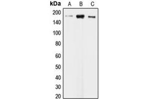 Western blot analysis of CLIP1 expression in KNRK (A), HeLa (B), HepG2 (C) whole cell lysates. (CLIP1 抗体  (C-Term))