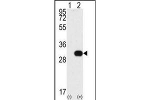 Western blot analysis of NEK7 (arrow) using NEK7 Antibody (N-term) (ABIN392653 and ABIN2842154). (NEK7 抗体  (N-Term))