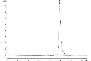 The purity of SARS-CoV-2 3CLpro (E166A) is greater than 95 % as determined by SEC-HPLC. (SARS-Coronavirus Nonstructural Protein 8 (SARS-CoV NSP8) (E166A) 蛋白)