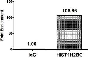 Chromatin Immunoprecipitation Hela (10 6 , treated with 30 mM sodium butyrate for 4h) were treated with Micrococcal Nuclease, sonicated, and immunoprecipitated with 5 μg anti-HIST1H2BC (ABIN7139149) or a control normal rabbit IgG. (Histone H2B 抗体  (acLys11))