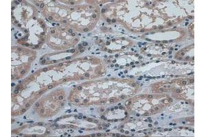 IHC-P analysis of Human Kidney Tissue, with DAB staining. (IDE 抗体  (AA 753-973))
