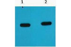 Western Blotting (WB) image for anti-mCherry Fluorescent Protein antibody (ABIN3178678) (mCherry 抗体)