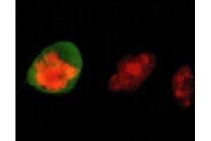 Immunofluorescence (IF) image for anti-Vimentin (VIM) (pSer55) antibody (ABIN1109485) (Vimentin 抗体  (pSer55))