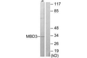 Western blot analysis of extracts from Jurkat cells, using MBD3 antibody. (MBD3 抗体  (C-Term))