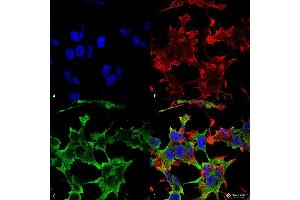 Immunocytochemistry/Immunofluorescence analysis using Mouse Anti-LAR/PTPRF Monoclonal Antibody, Clone S165-38 . (PTPRF 抗体  (AA 1315-1607) (PerCP))