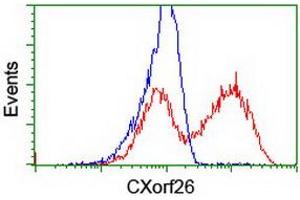 HEK293T cells transfected with either RC200095 overexpress plasmid (Red) or empty vector control plasmid (Blue) were immunostained by anti-CXorf26 antibody (ABIN2454824), and then analyzed by flow cytometry. (CXorf26 抗体)