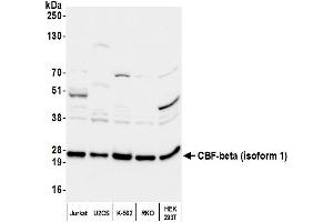 anti-Core-Binding Factor, beta Subunit (CBFB) (AA 166-187), (Isoform 1) antibody