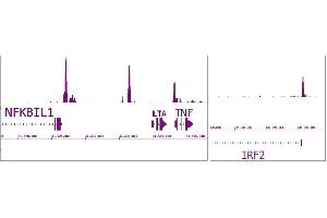 IRF-5 antibody (pAb) tested by ChIP-Seq. (IRF5 抗体  (N-Term))