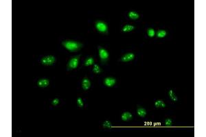 Immunofluorescence of monoclonal antibody to ZNF136 on HeLa cell. (ZNF136 抗体  (AA 444-540))