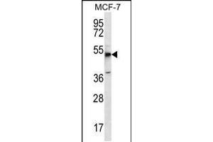 Western blot analysis in MCF-7 cell line lysates (35ug/lane). (MBOAT4 抗体  (AA 258-287))