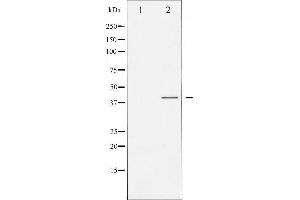 Western Blotting (WB) image for anti-Mitogen-Activated Protein Kinase 14 (MAPK14) (pTyr182) antibody (ABIN1845573) (MAPK14 抗体  (pTyr182))