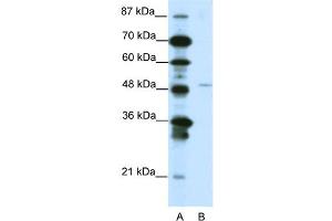 WB Suggested Anti-MEOX2 Antibody Titration:  1. (MEOX2 抗体  (N-Term))