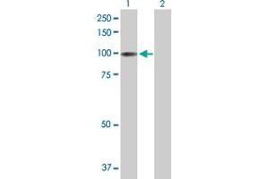 Western Blot analysis of ITIH1 expression in transfected 293T cell line by ITIH1 MaxPab polyclonal antibody.