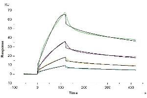 Human FGFR4, hFc Tag captured on CM5 Chip via Protein A can bind Human Beta Klotho, His Tag with an affinity constant of 13.