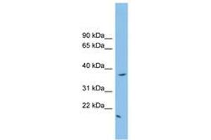 Image no. 1 for anti-FK506 Binding Protein Like (FKBPL) (N-Term) antibody (ABIN6745174) (FKBPL 抗体  (N-Term))