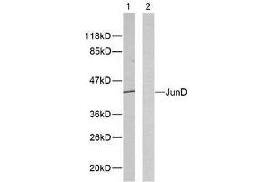 Western blot analysis of extracts from HeLa cells using JunD (Ab-255) antibody (E021028). (JunD 抗体)