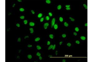 Immunofluorescence (IF) image for anti-serine/arginine-Rich Splicing Factor 5 (SRSF5) (AA 1-272) antibody (ABIN520138)