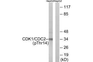 Western blot analysis of extracts from HepG2 cells, treated with Forskolin (40nM, 30mins), using CDK1 (Phospho-Thr14) antibody. (CDK1 抗体  (pThr14))