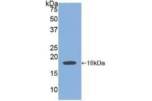 Detection of Recombinant BMP15, Human using Polyclonal Antibody to Bone Morphogenetic Protein 15 (BMP15) (BMP15 抗体  (AA 266-388))