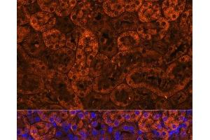 Immunofluorescence analysis of Mouse kidney using LAMC2 Polyclonal Antibody at dilution of 1:100 (40x lens). (LAMC2 抗体)