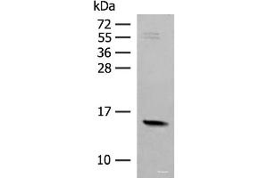 Western blot analysis of Mouse Pancreas tissue lysate using RPS12 Polyclonal Antibody at dilution of 1:500 (RPS12 抗体)