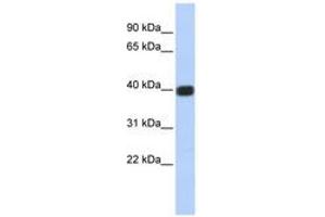 Image no. 1 for anti-Gap Junction Protein, delta 2, 36kDa (GJD2) (C-Term) antibody (ABIN6740501) (GJD2 抗体  (C-Term))