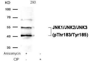 Western blot analysis of extracts from 293 cells, treated with Anisomycin or calf intestinal phosphatase (CIP), using JNK1/JNK2/JNK3 (phospho-Thr183/Tyr185) Antibody. (MAPK8/MAPK9/MAPK1 (pThr183), (pTyr185) 抗体)