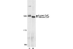anti-Cullin 7 (CUL7) (C-Term) antibody