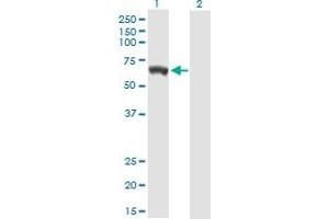 Western Blot analysis of GBP5 expression in transfected 293T cell line by GBP5 MaxPab polyclonal antibody. (GBP5 抗体  (AA 1-586))