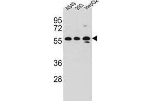 Western Blotting (WB) image for anti-Tripartite Motif-containing 4 (TRIM4) antibody (ABIN2997253) (TRIM4 抗体)