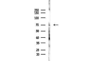 anti-Chromosome 14 Open Reading Frame 169 (C14orf169) antibody