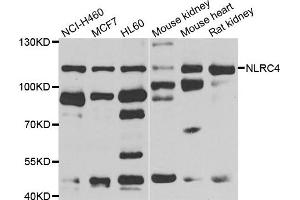 Western blot analysis of extracts of various cell lines, using NLRC4 antibody. (NLRC4 抗体)