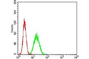 Flow cytometric analysis of HeLa cells using APEX1 mouse mAb (green) and negative control (red). (APEX1 抗体  (AA 219-318))