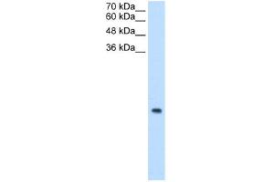 WB Suggested Anti-MRPS12 Antibody Titration:  0. (MRPS12 抗体  (N-Term))
