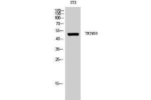 Western Blotting (WB) image for anti-Tripartite Motif Containing 59 (TRIM59) (Internal Region) antibody (ABIN3177794) (TRIM59 抗体  (Internal Region))