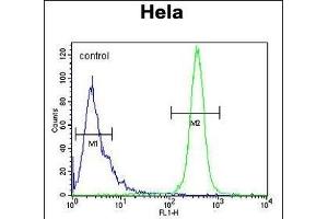K2C78 Antibody (Center) (ABIN653813 and ABIN2843087) flow cytometric analysis of Hela cells (right histogram) compared to a negative control cell (left histogram). (Keratin 78 抗体  (AA 176-203))